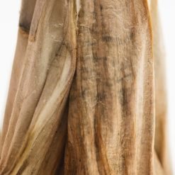 Alternative view of African Kobe Magic Mushroom