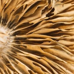 Origin AfricanKobe6 1 600x750 1