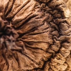 Alternative view of B+ Magic Mushroom Strain