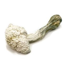 Albino Penis Envy Mushrooms