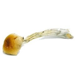 Alternative view of Buy Costa Rican Magic Mushrooms