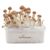freshmushrooms amazoniaxp 1