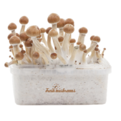 Fresh Mushrooms Grow Kit Amazon
