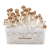 Fresh Mushroom Grow Kit