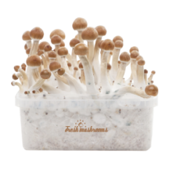 Fresh Mushroom Grow Kit