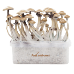 Fresh Mushrooms Grow Kit Golden Teacher