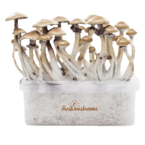 Fresh Mushrooms Grow Kit Golden Teacher