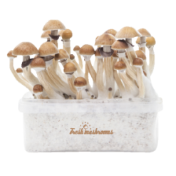 Fresh Mushrooms Grow Kit McKennaii
