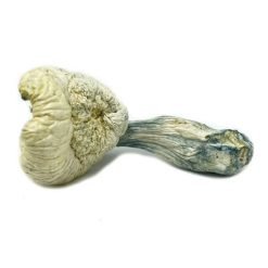Alternative view of Great White Monster Mushroom Strain
