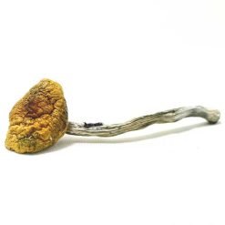 Alternative view of Hillbilly Magic Mushrooms