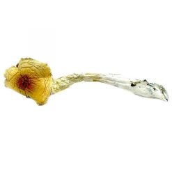 Alternative view of Hualta Mushroom Strain