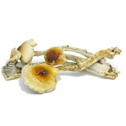 Nepal Chitwan Mushroom