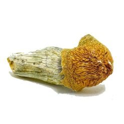 Alternative view of Penis Envy Magic Mushrooms for Sale