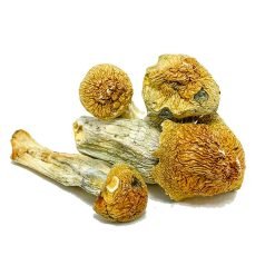 Penis Envy Magic Mushrooms for Sale