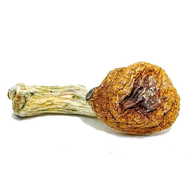 Penis Envy Supreme Magic Mushrooms - Image 2