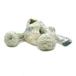 Rusty White Mushroom