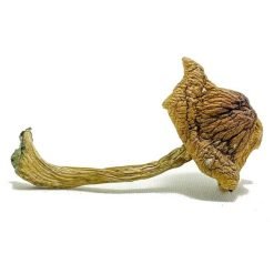 Alternative view of Space Coast Magic Mushrooms