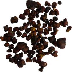 Magic Truffles Tampanensis