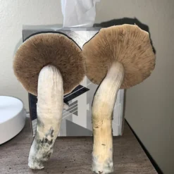 Blue Magnolia Mushroom