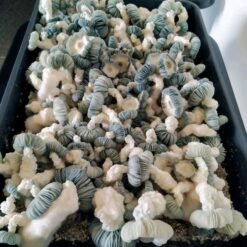 Jack Frost mushrooms