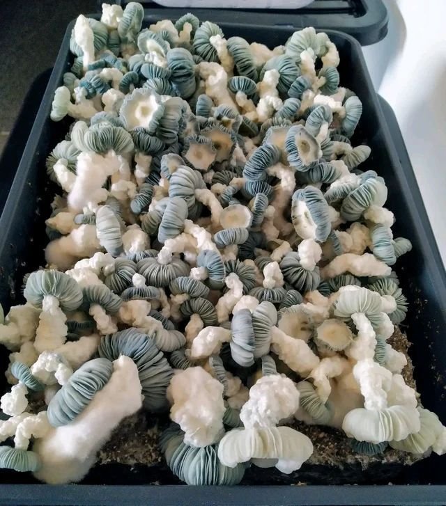 Jack Frost mushrooms