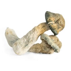 Thrasher Mushroom Strain