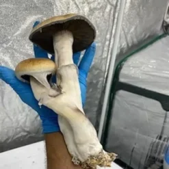 Orissa India Mushroom