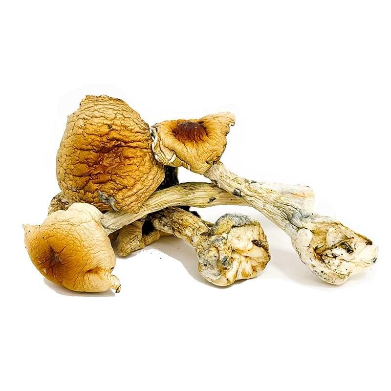 Buy Costa Rican Magic Mushrooms