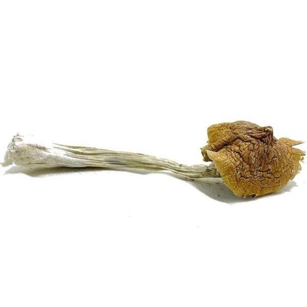 Ecuadorian Magic Mushrooms - Image 2