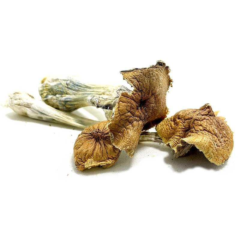 Ecuadorian Magic Mushrooms