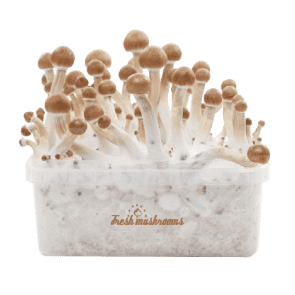 Fresh Mushroom Grow Kit