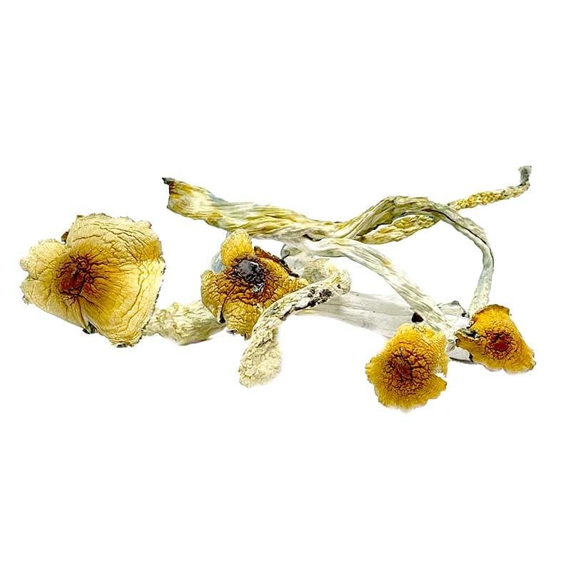 Hualta mushroom strain