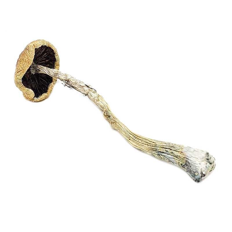 Penis Envy 6 Magic Mushrooms - Image 2